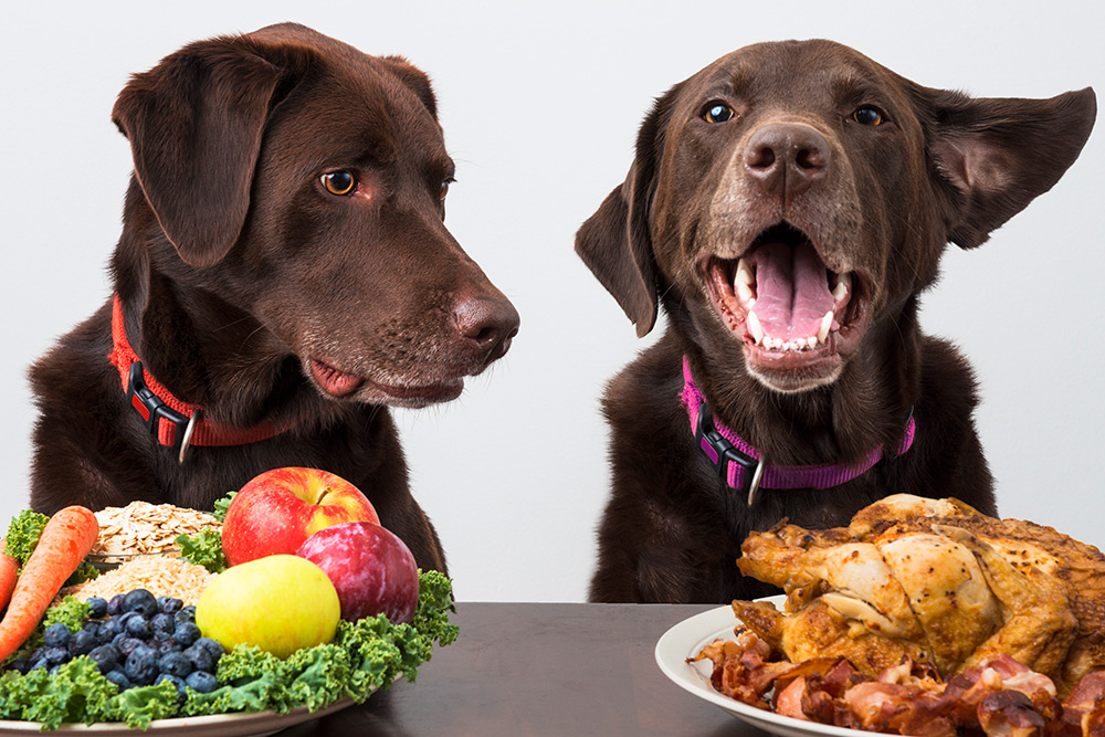 are table scraps good for dogs