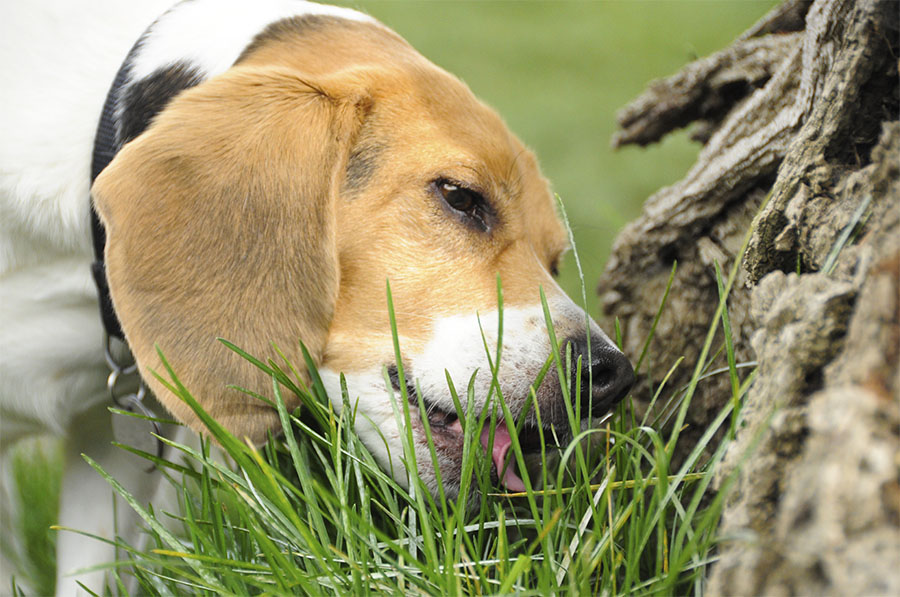 can i grow grass for my dog to eat