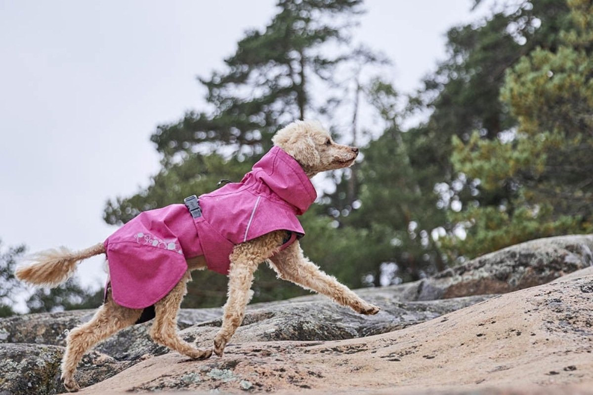 Dog enjoying a spring walk with comfortable walking gear and natural treats from K9 Active.