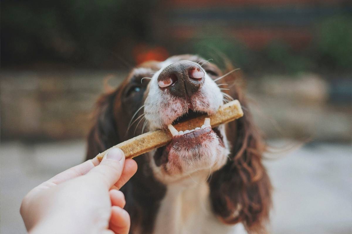 Dog enjoying a treat. Comfortable walking gear and natural treats from K9 Active.