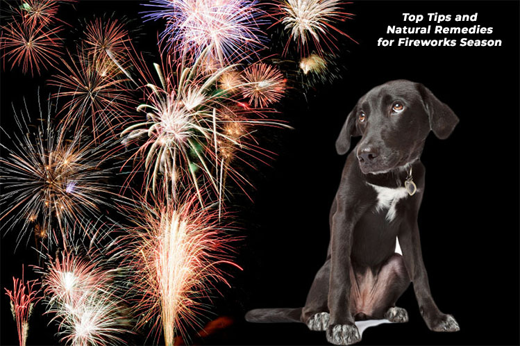 are all dogs scared of fireworks