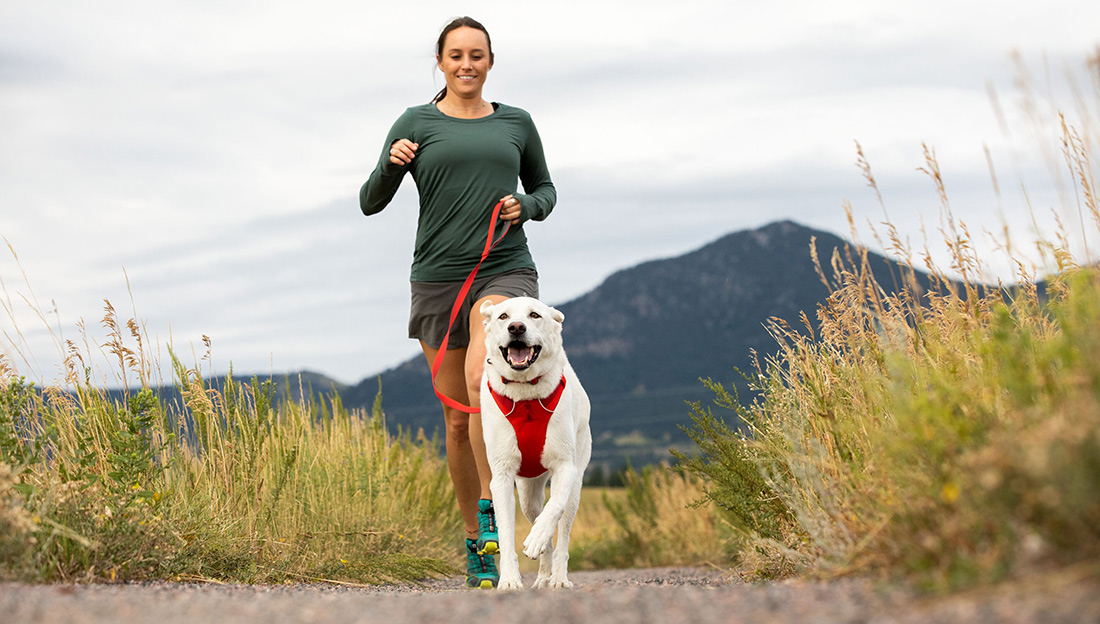 New 2020 Ruffwear Front Range Harness in colour Red Sumac