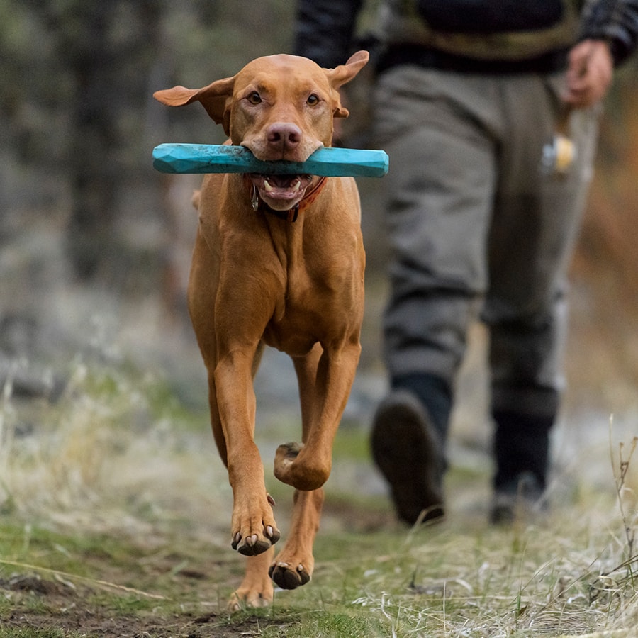 Dog Training - Using Toys for Recall - K9 Active