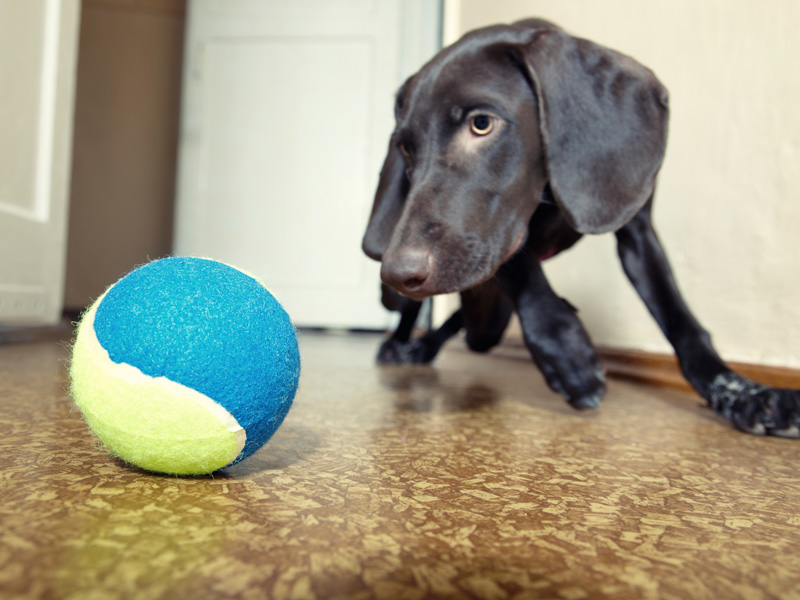 Indoor Activities in the winter with your dog