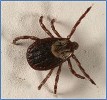 how long will a tick stay on a dog uk