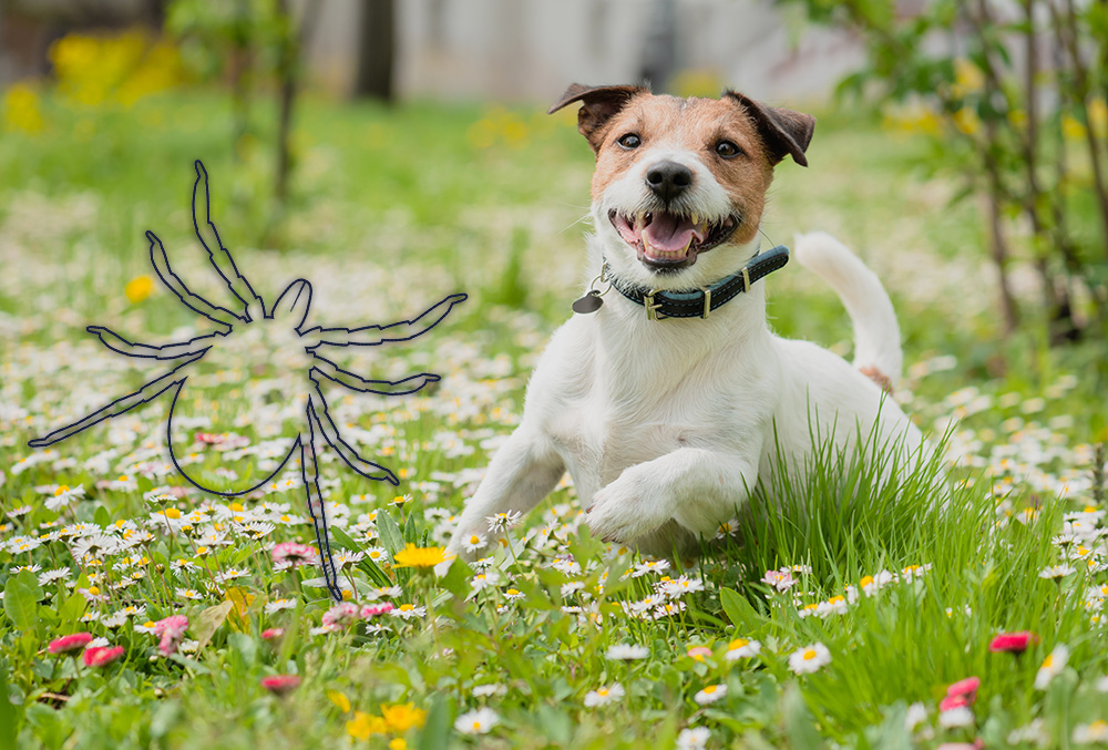 how long will a tick stay on a dog uk