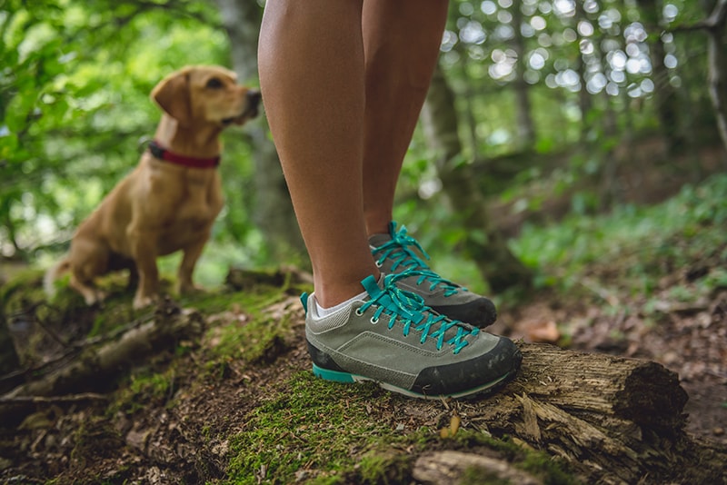 The Trail Runner’s Guide to Dogs