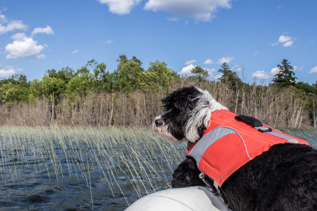 Why Your Dog Needs a Life Jacket: Safety Tips for Water Adventures