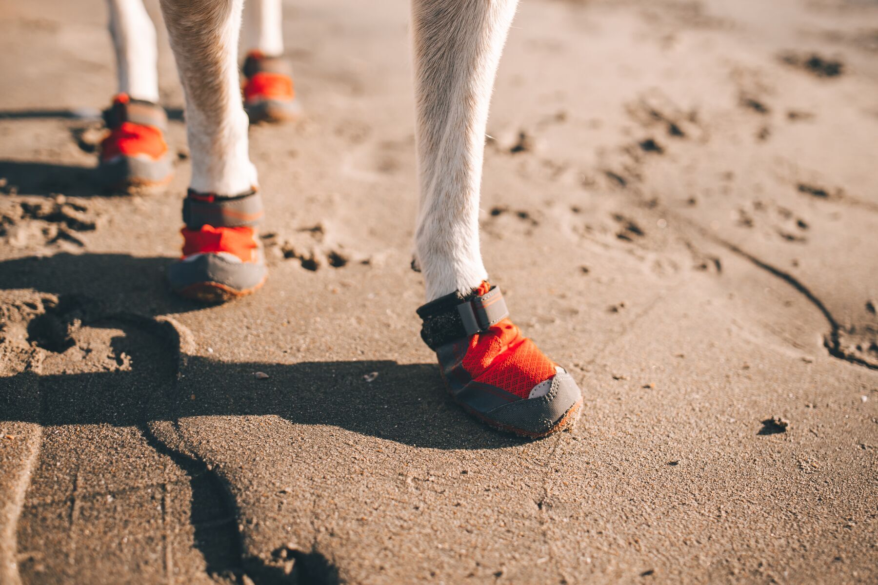 Grip trex dog boots