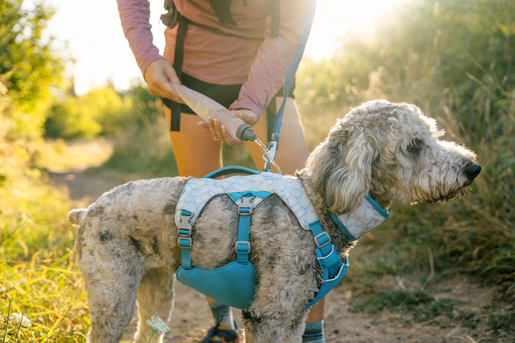 Swamp cooler cooling harness by Ruffwear